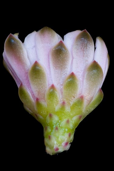 Gymnocalycium eurypleurum